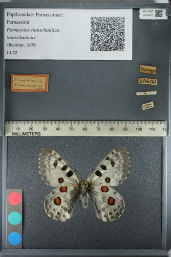 Media type: image;   Entomology 174811
